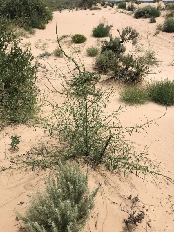 Sand amaranth