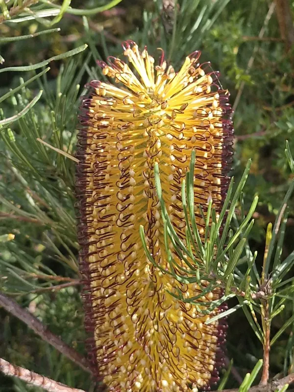 Banksia spinulosa