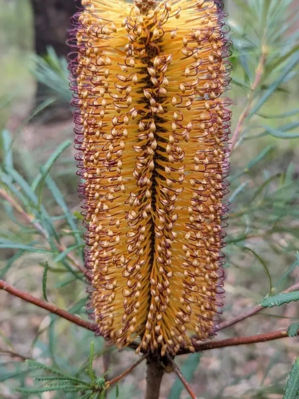 Hairpin Banksia