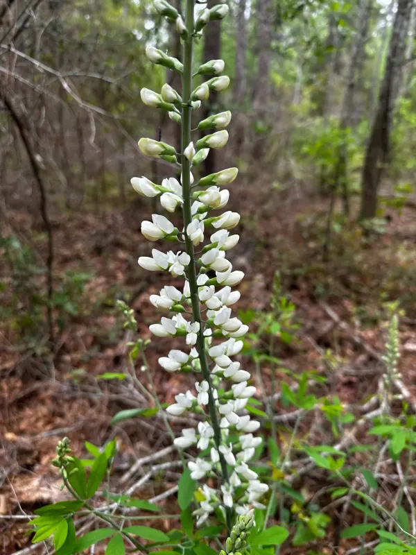 White Wild Indigo
