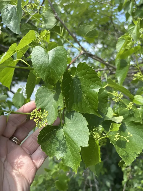 Ампелопсис серцеподібний