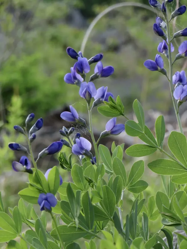 Blue wild indigo