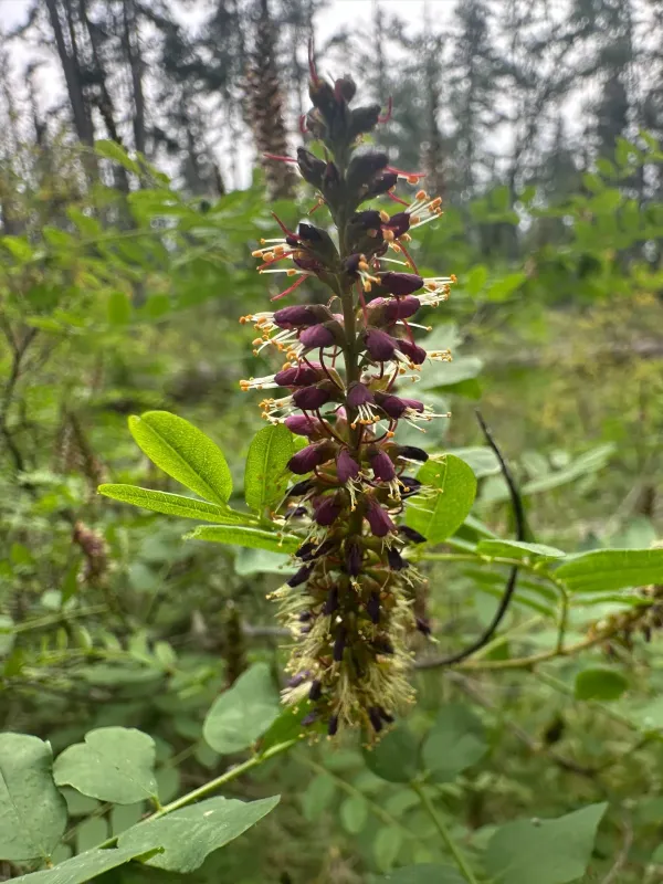 Amorpha californica