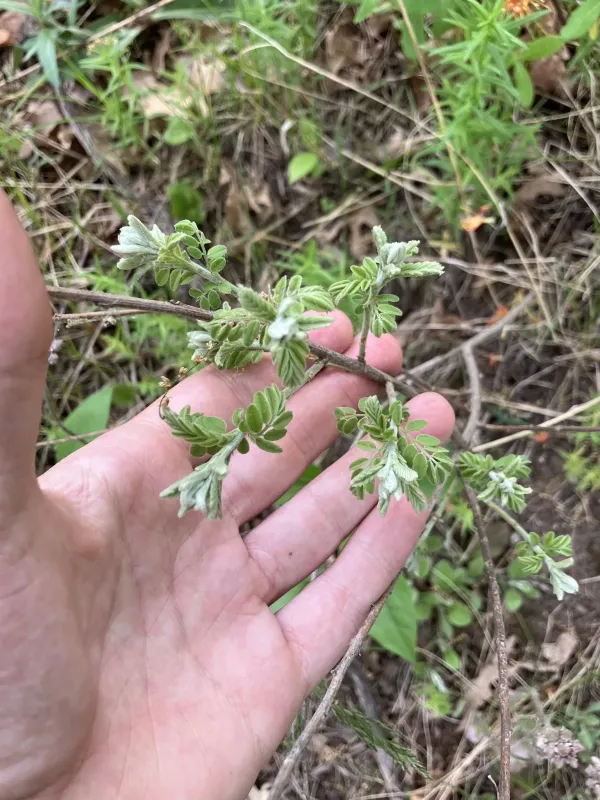 Amorpha brachycarpa