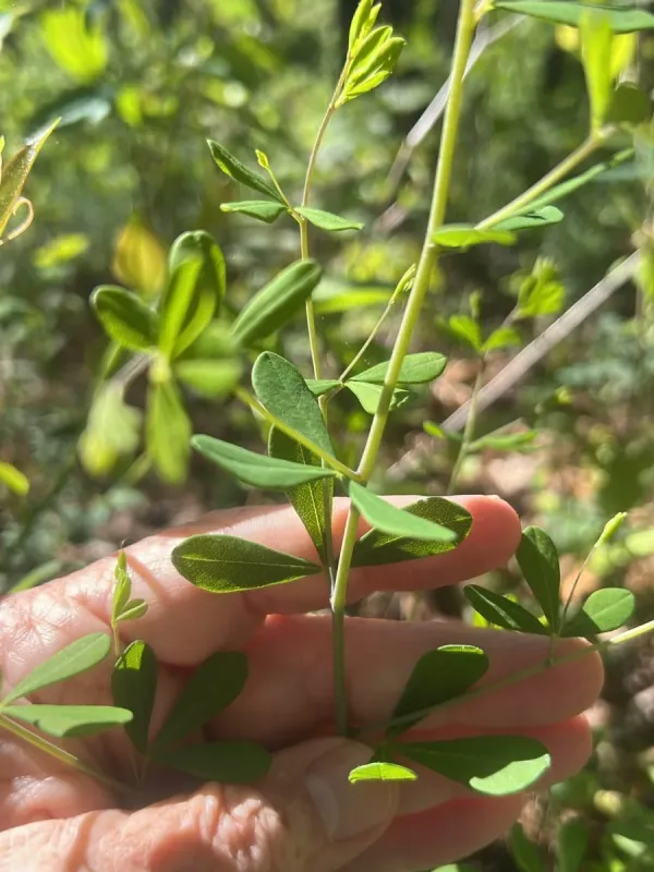 Yellow wild indigo