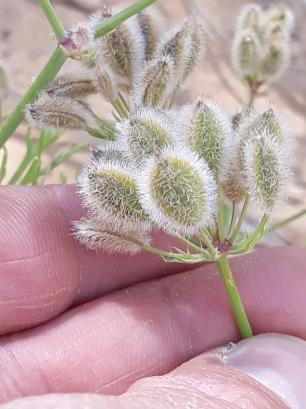 Ammodaucus leucotrichus