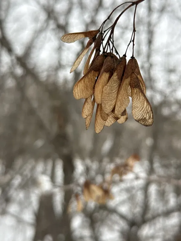 Tatarian maple