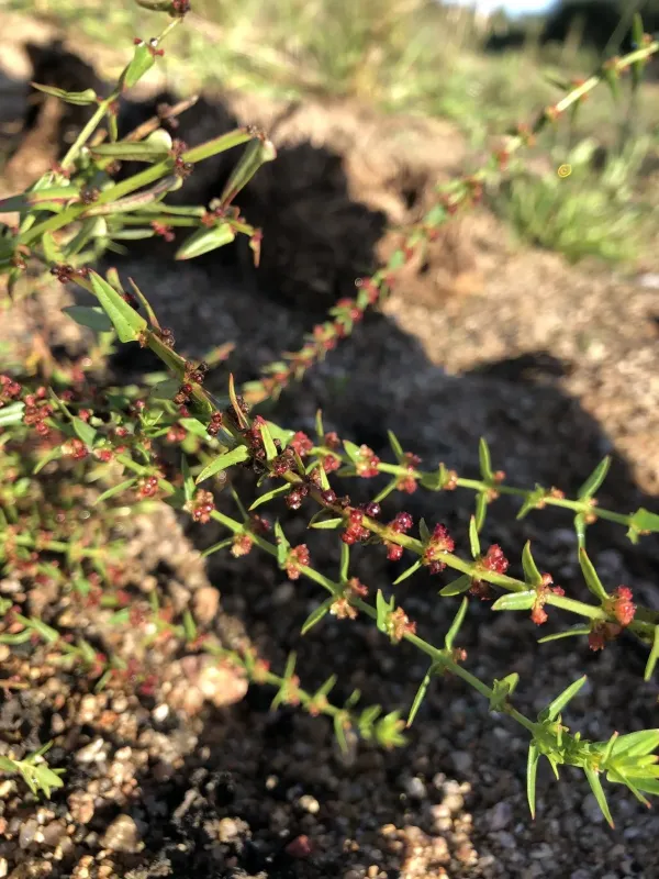Ammannia prieuriana