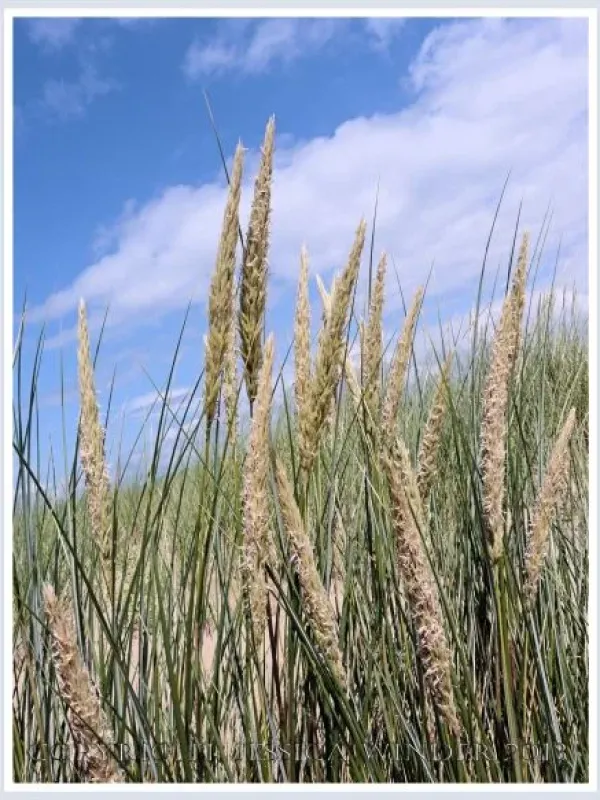 Marram grass