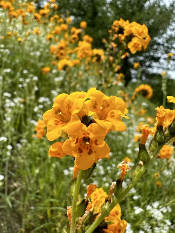 Douglas fiddleneck