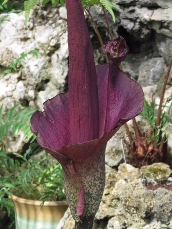 Amorphophallus konjac