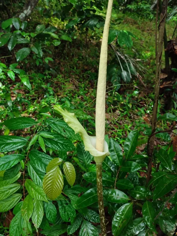 Amorphophallus variabilis
