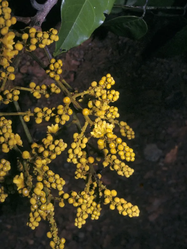 Andira racemosa