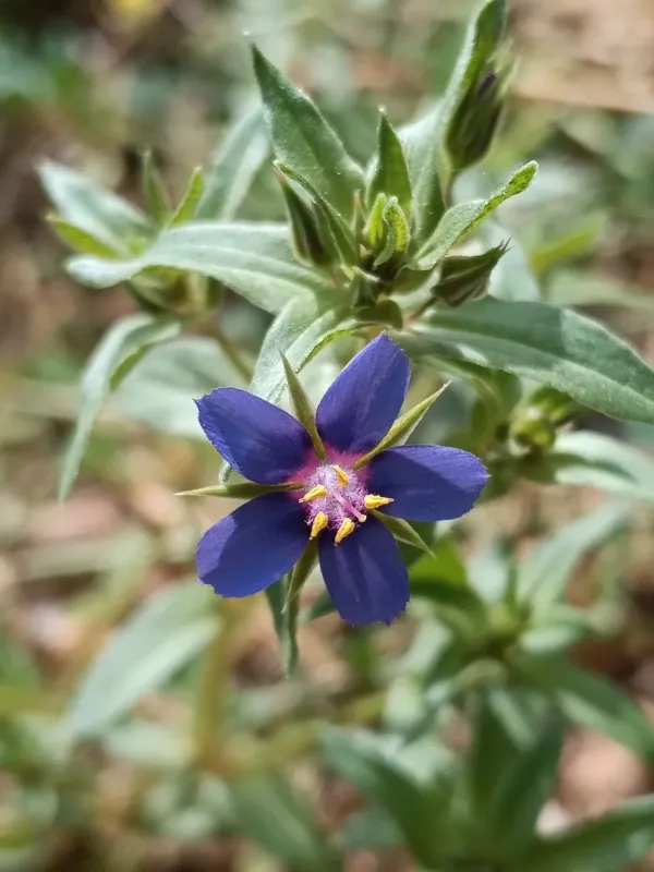 Blue pimpernel