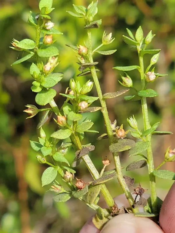 Lysimachia ovalis