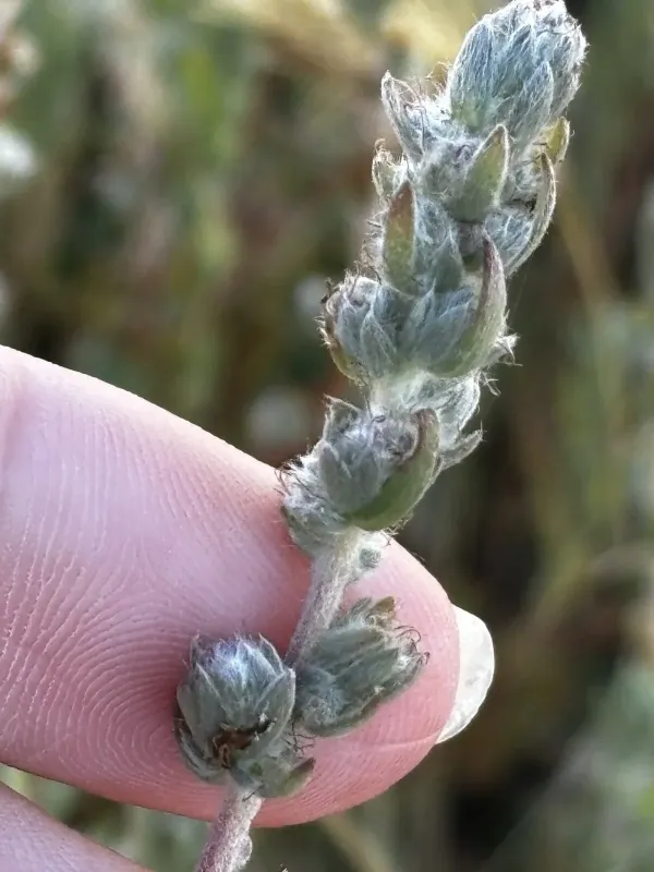 Bassia hyssopifolia