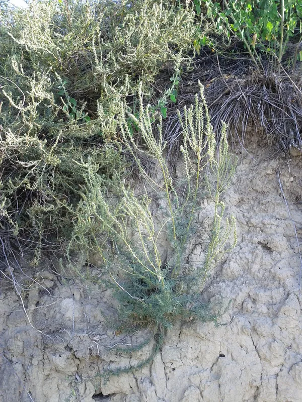 Bassia prostrata