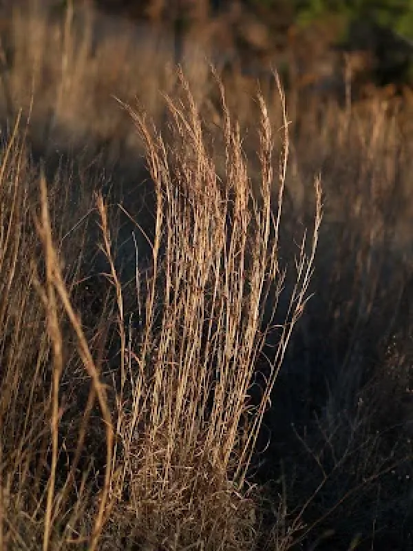 Andropogon gyrans