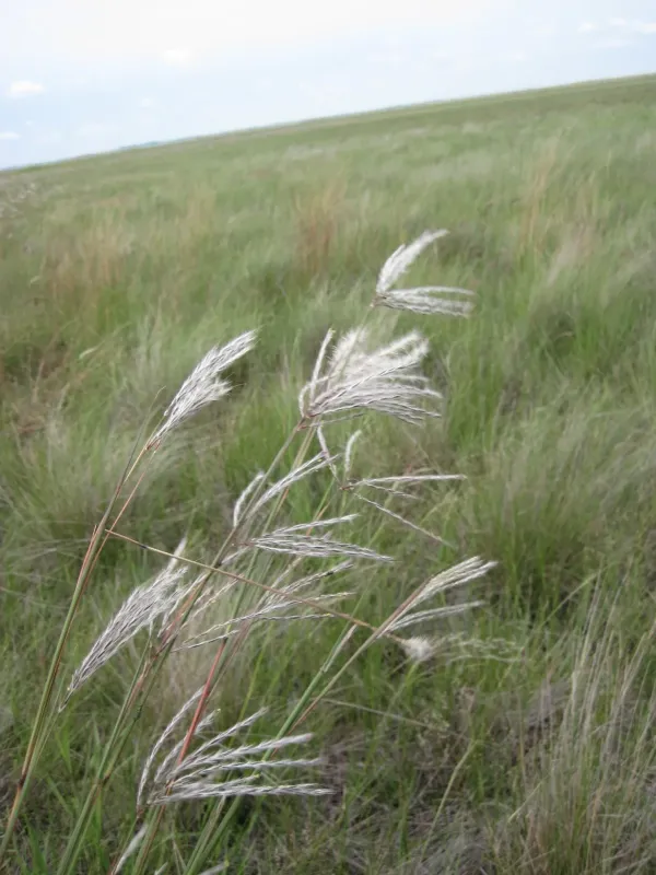 Andropogon huillensis