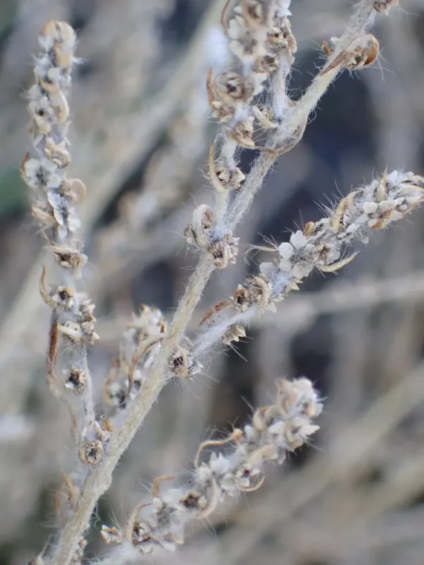 Kochia