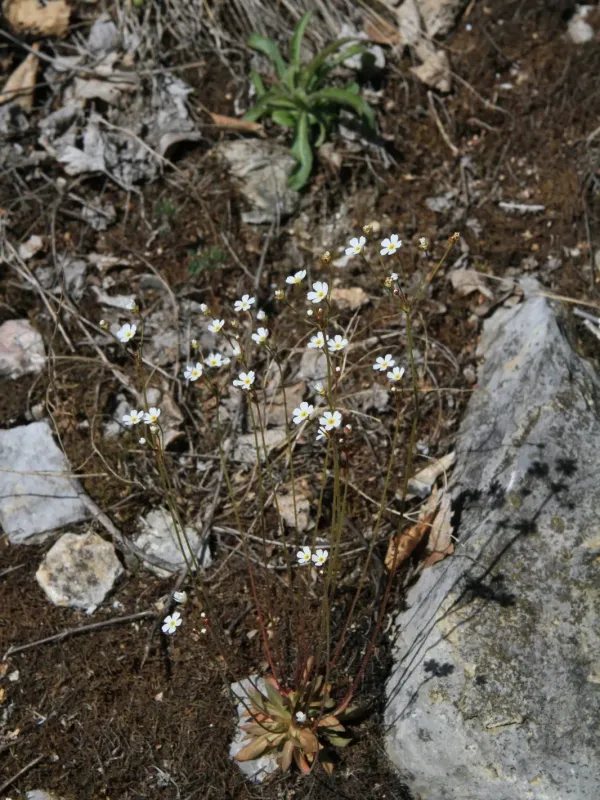 Androsace lactiflora