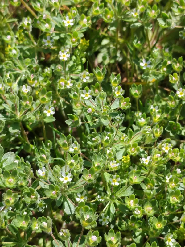 Androsace maxima