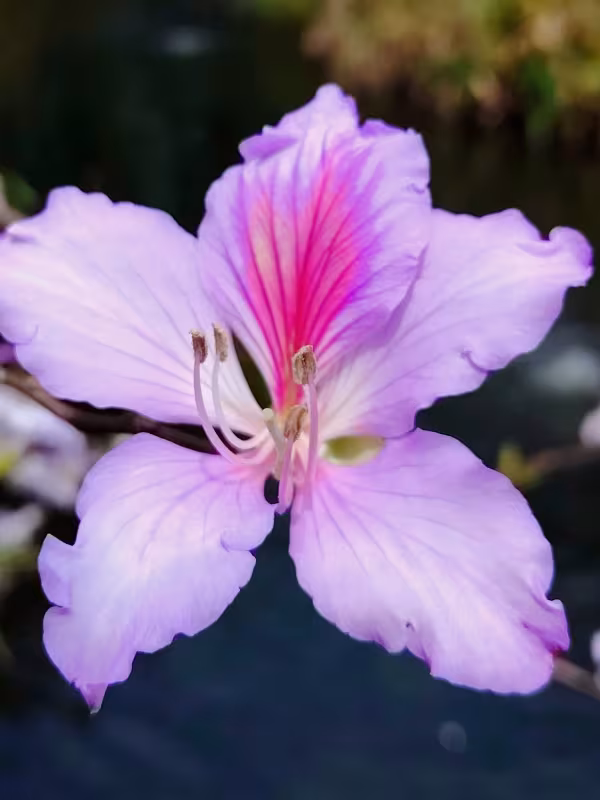 Orchid tree
