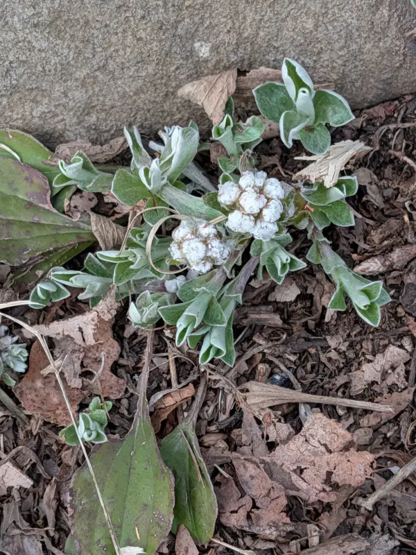 Plantain-leaved pussytoes