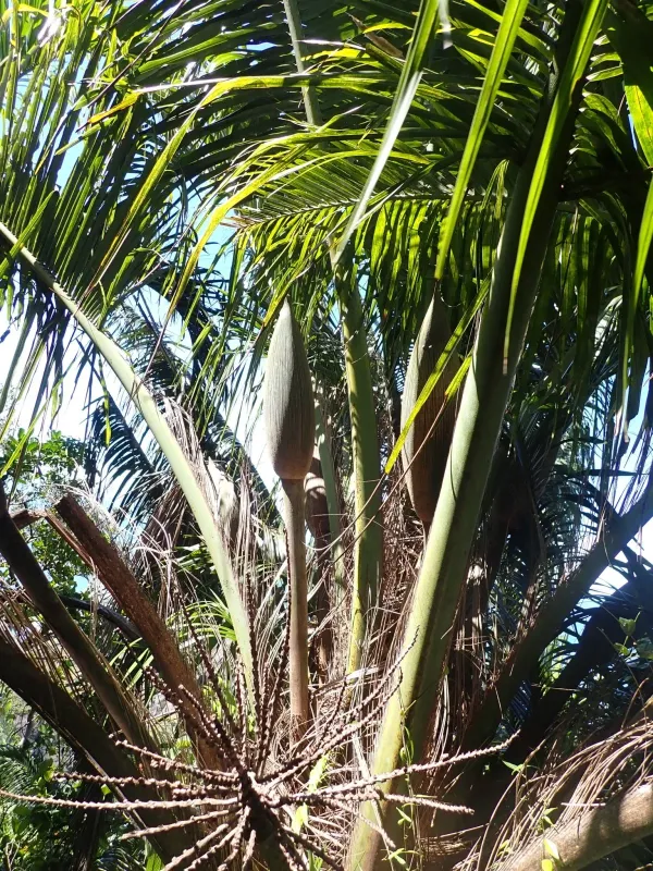 Beccariophoenix