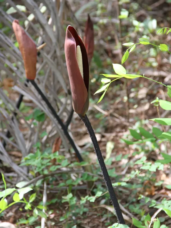 Anchomanes difformis