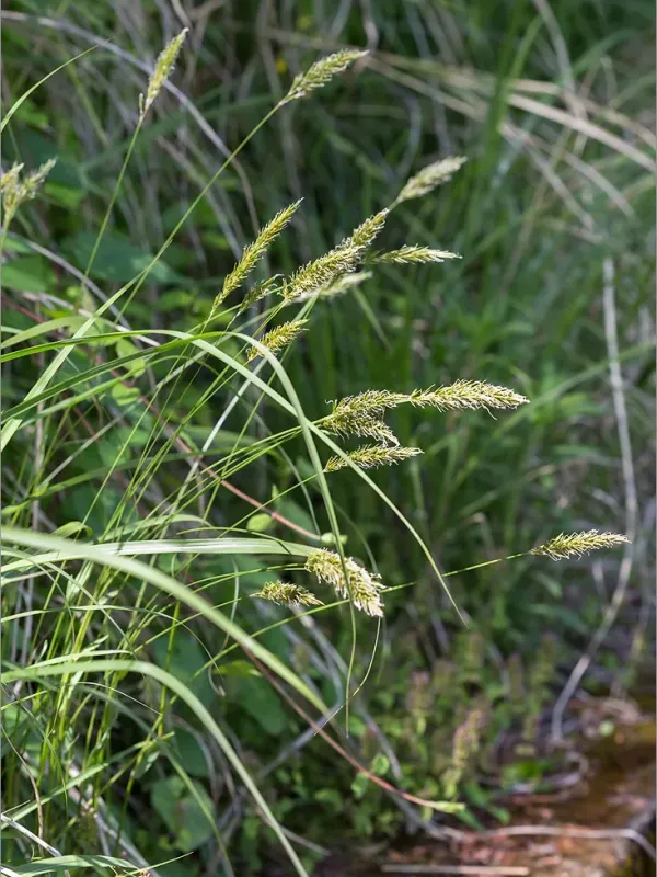 Anthoxanthum amarum