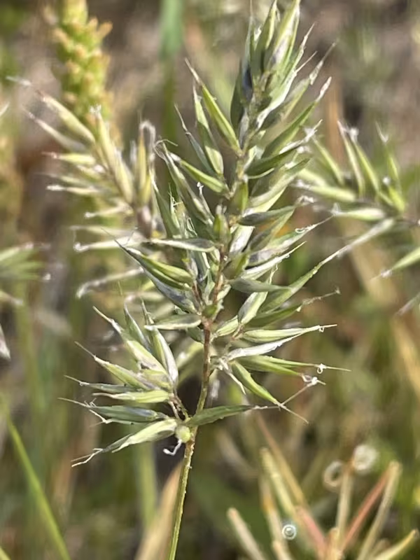 Annual vernal grass