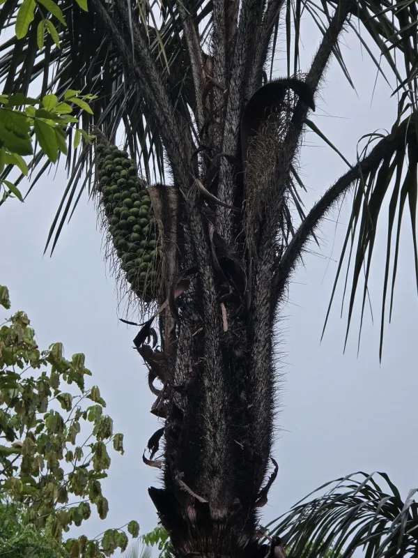 Tucuma