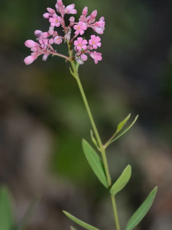Venetian dogbane