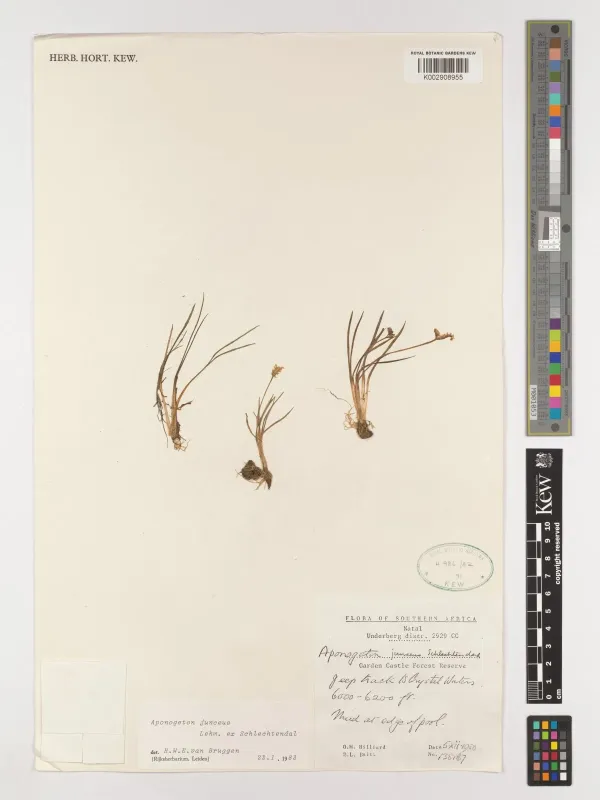 Aponogeton junceus