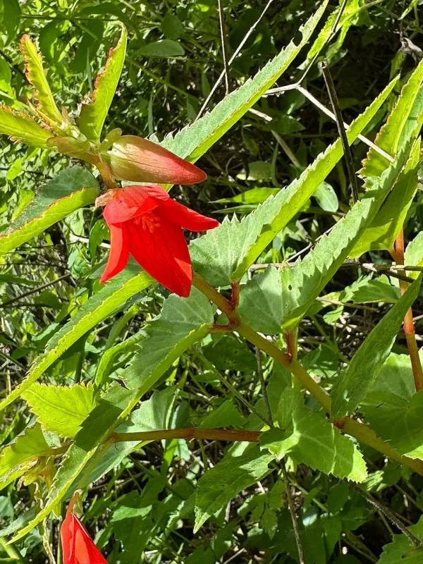 Begonia boliviensis