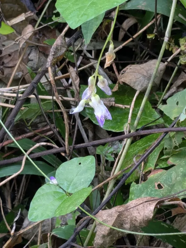 Hog peanut