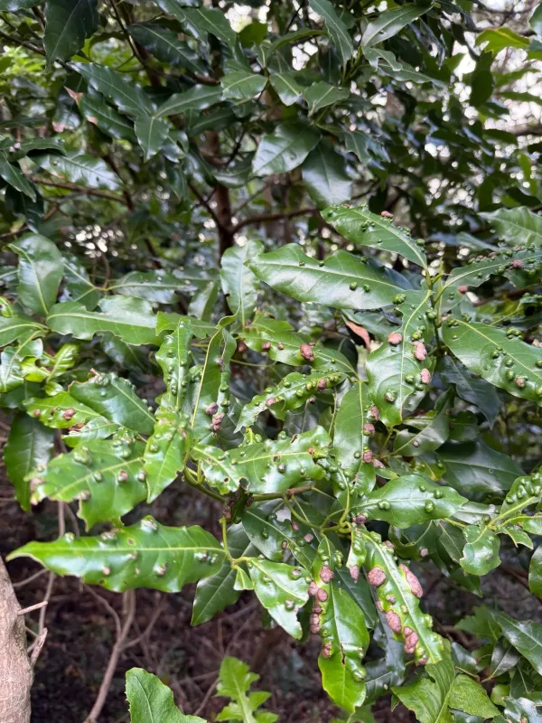 Apollonias barbujana