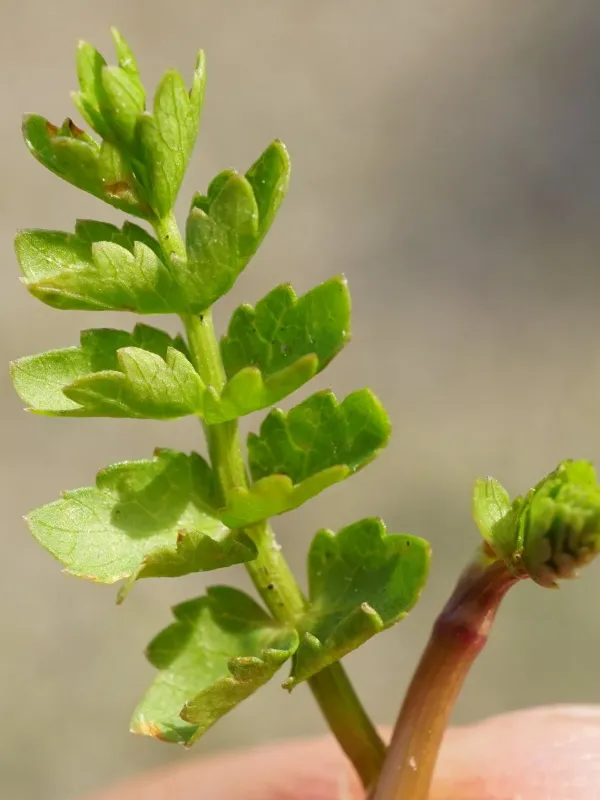Creeping marshwort