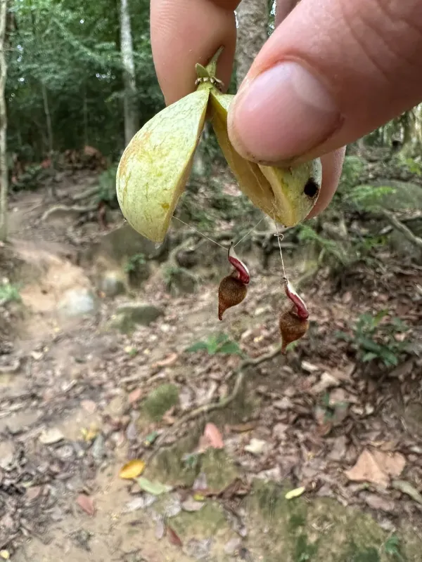 Aquilaria malaccensis
