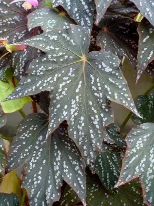 Begonia deliciosa