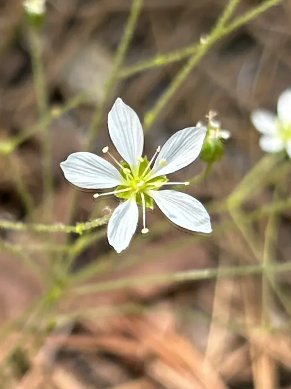 Carolina sandwort