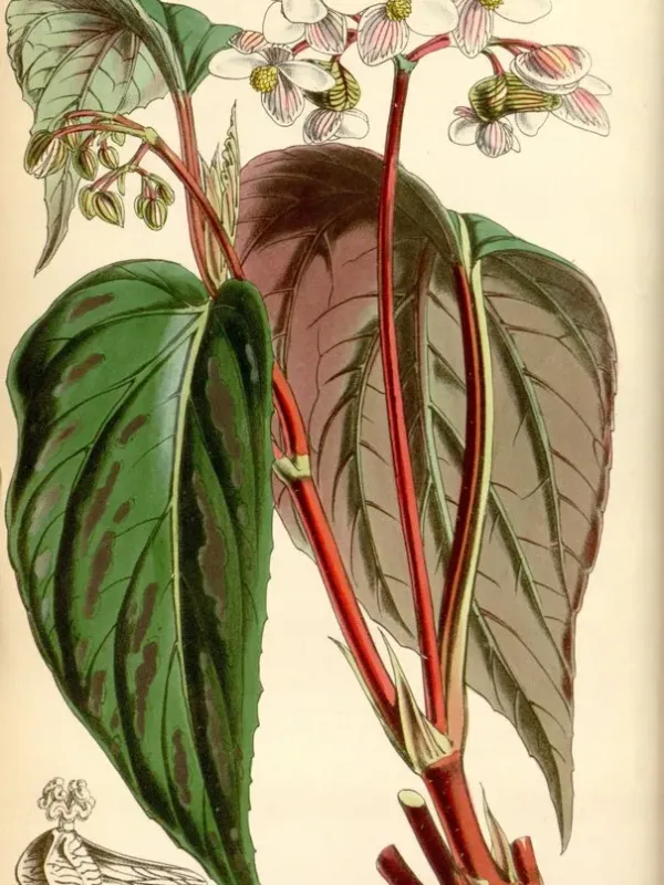 Hybrid Begonia