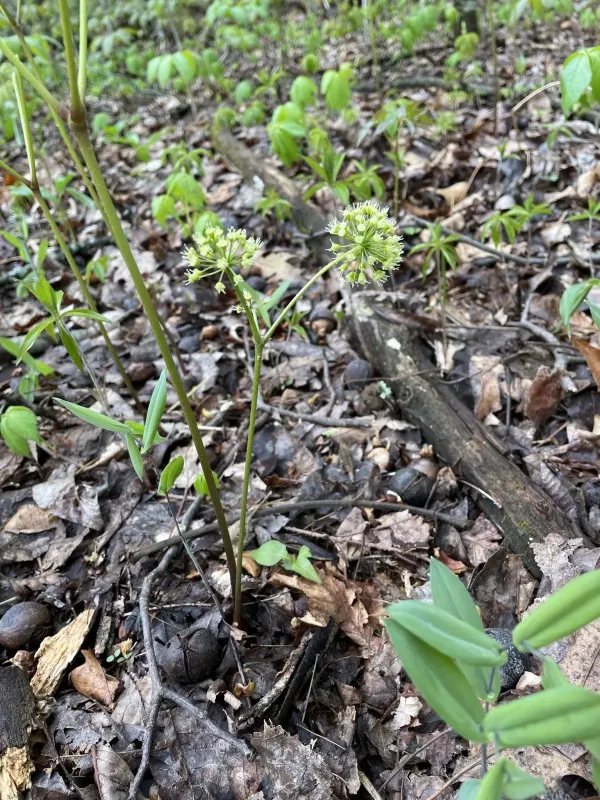 Aralia nudicaulis