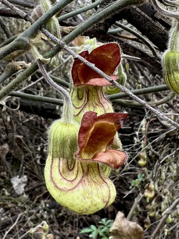 California Dutchman's pipe