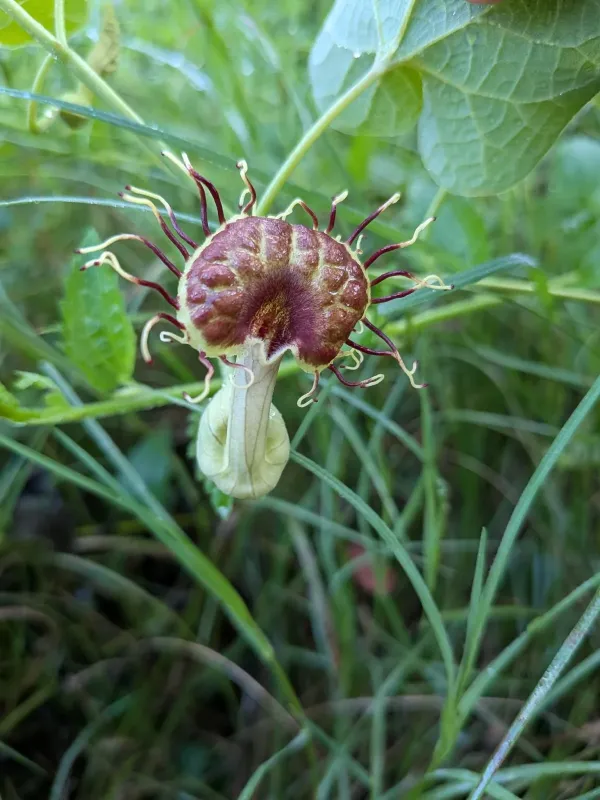 Aristolochia fimbriata