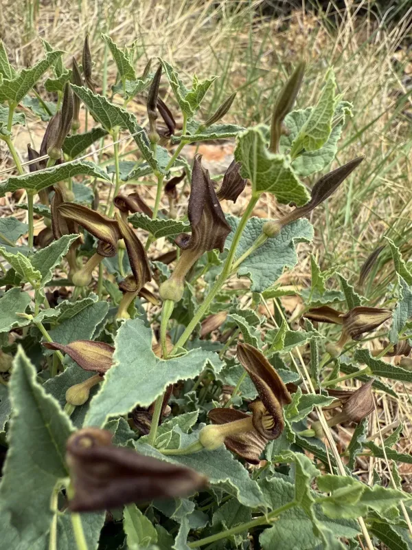Aristolochia pistolochia