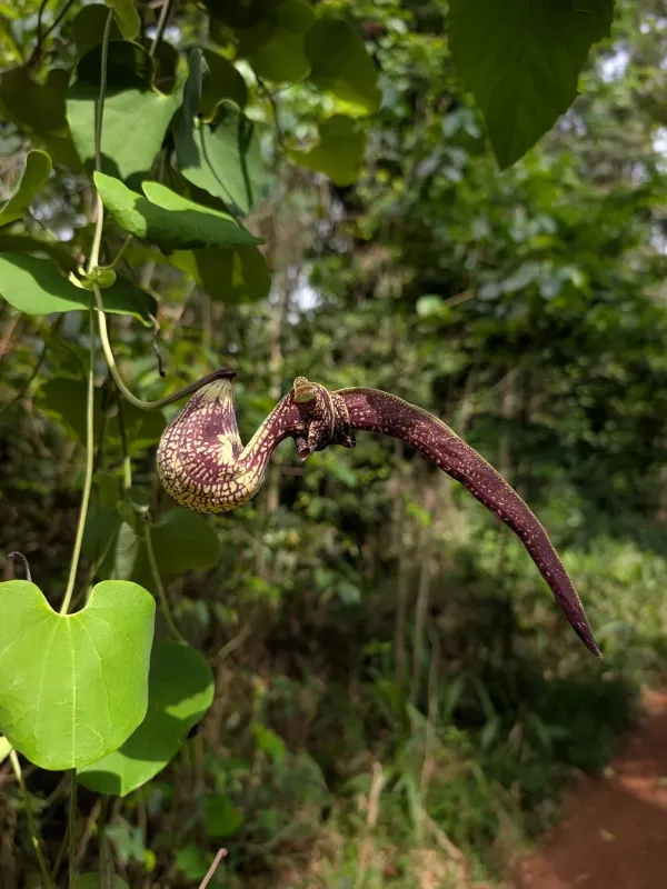 Aristolochia ringens