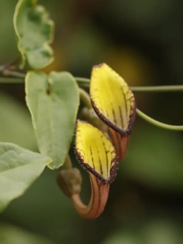 Aristolochia sempervirens
