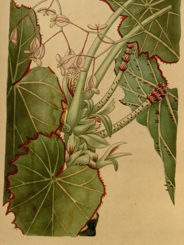 Begonia manicata